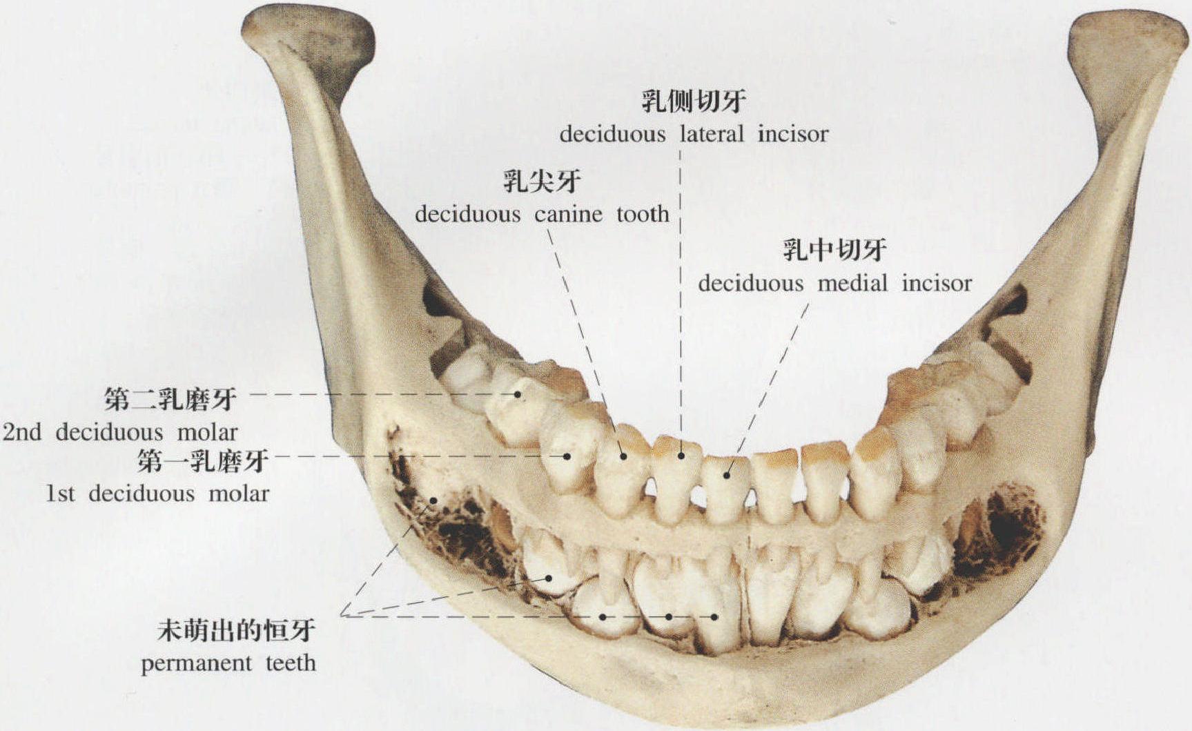 牙齿颈嵴图片